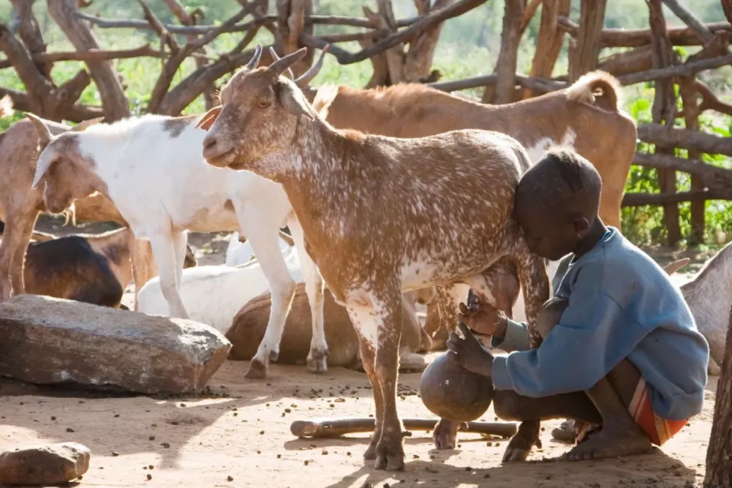 Boy milking goat
